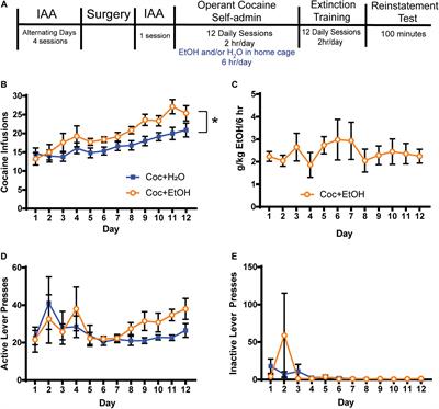 A Rat Model of Cocaine-Alcohol Polysubstance Use Reveals Altered Cocaine Seeking and Glutamate Levels in the Nucleus Accumbens